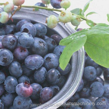 Barisan pengeluaran jus pekat yang disesuaikan untuk blueberry